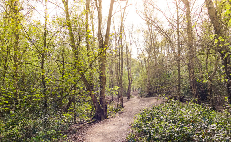 The History of Mousehold Heath