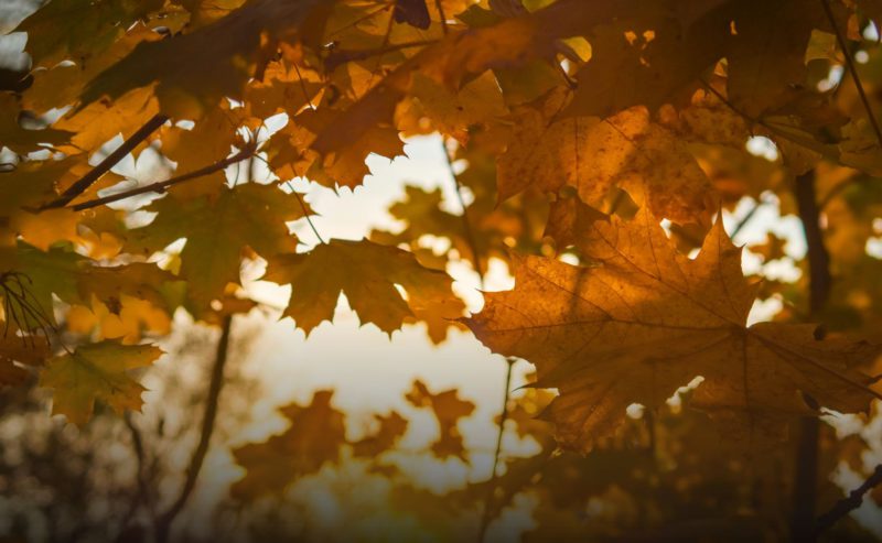 What’s on November – Norwich